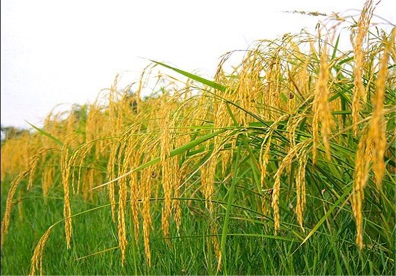 آغاز برداشت خوشه های طلایی برنج در نکا