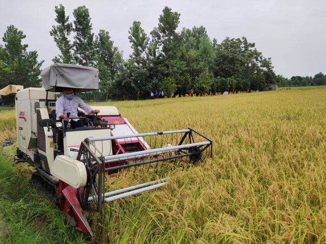 برداشت مکانیزه برنج در ۲۰۱ هزار هکتار شالیزار مازندران