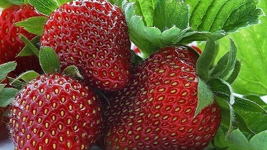 پیش بینی تولید ۳۲۰۰ تن توت فرنگی در جویبار